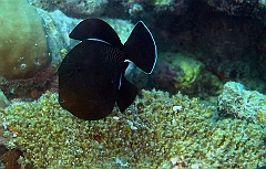 IMG_0224rfn_Maldives_Madoogali_Plongee 1_House reef_Baliste noir_Melichthys niger
